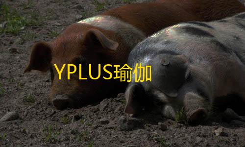 暗区免费直装科技(防封)YPLUS瑜伽